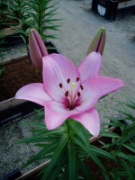 [1639 Spiccato No01.JPG]